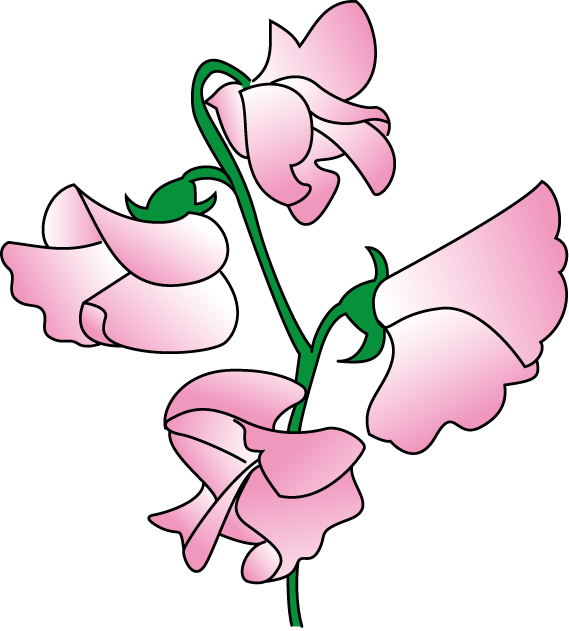 Pea Clipart Sweet Pea - Sweet Pea Flower Clip Art (569x631)