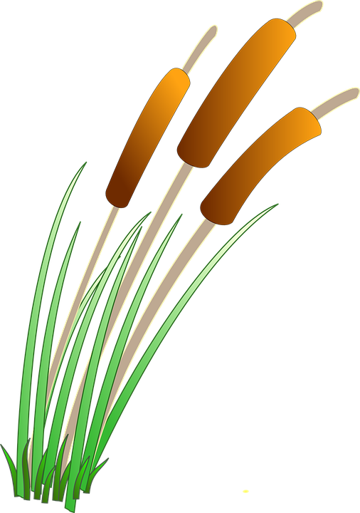 Reeds Clipart (506x720)