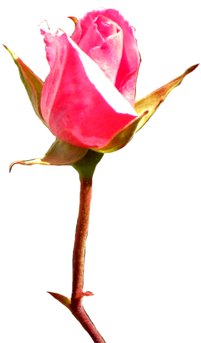 Pink Rose Bud Clip Art - Rose Bud Art (452x709)