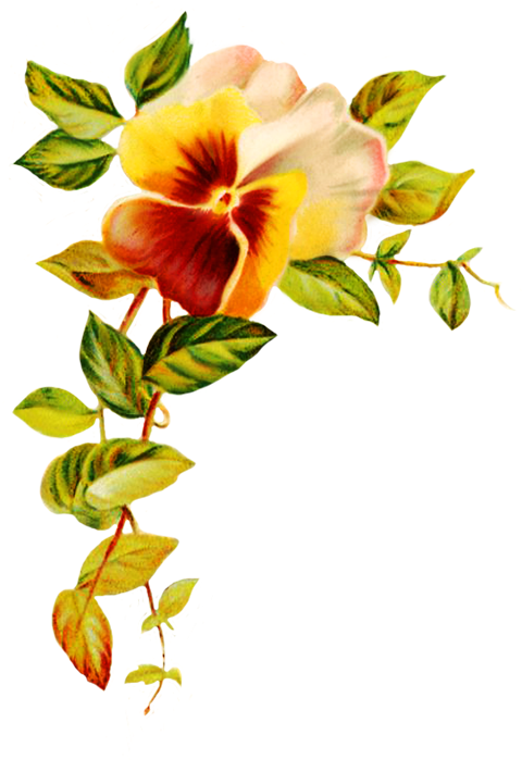 Corner With Pansy Flower - Pansy Flower Transparent Background (517x709)