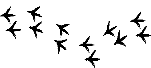 Chicken Tracks Clip Art 101 Clip Art - Silhouette Chicken Tracks (563x244)