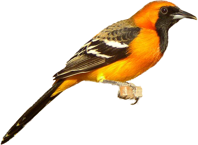 Finch Clipart Golden - Baltimore Oriole Clipart (697x532)