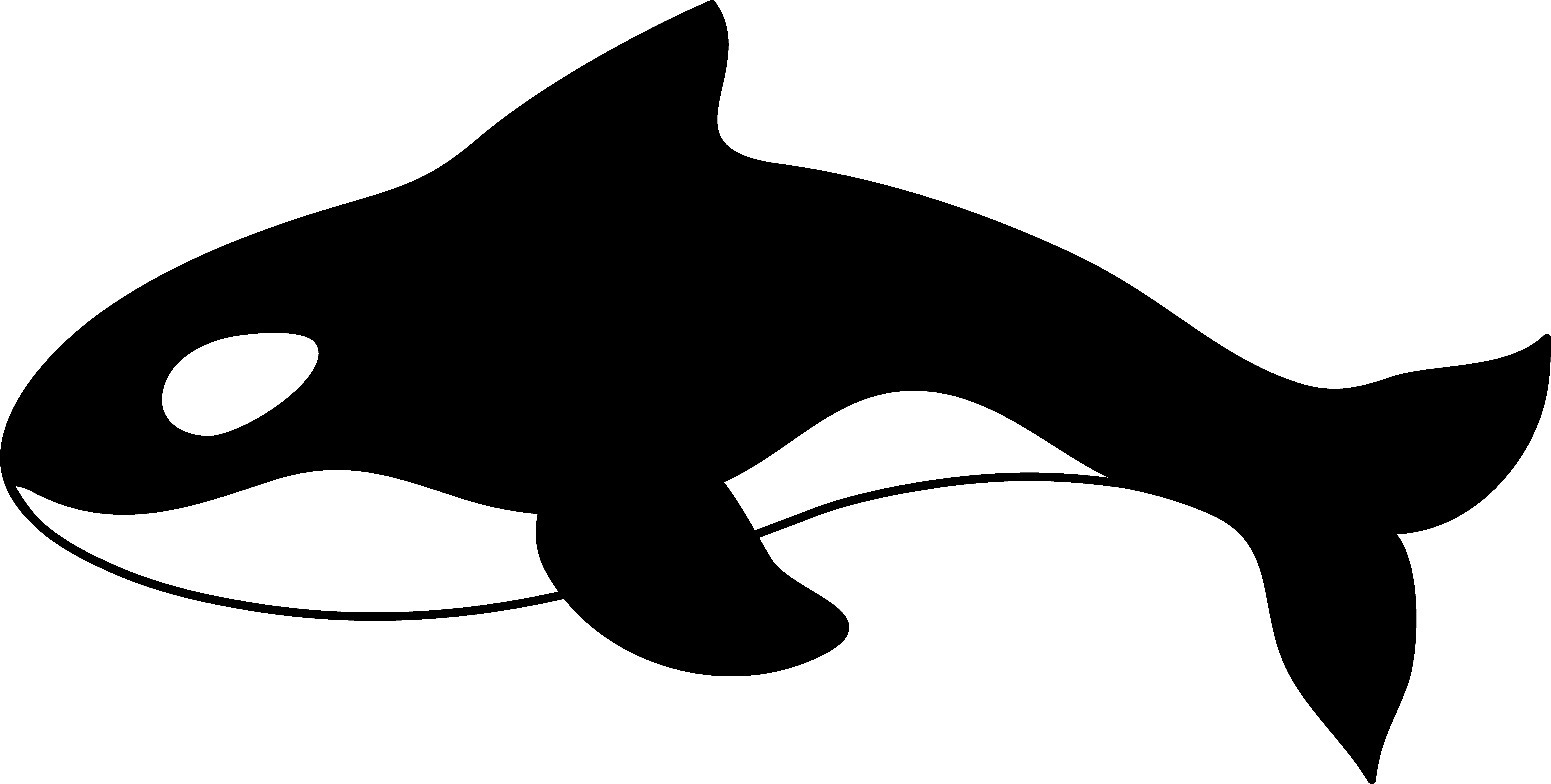 Orca Killer Whale - Orca Killer Whale (9823x4968)