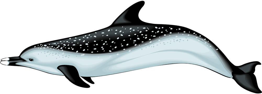 Dolphin Clip Art - Dolphine Vector (1000x430)