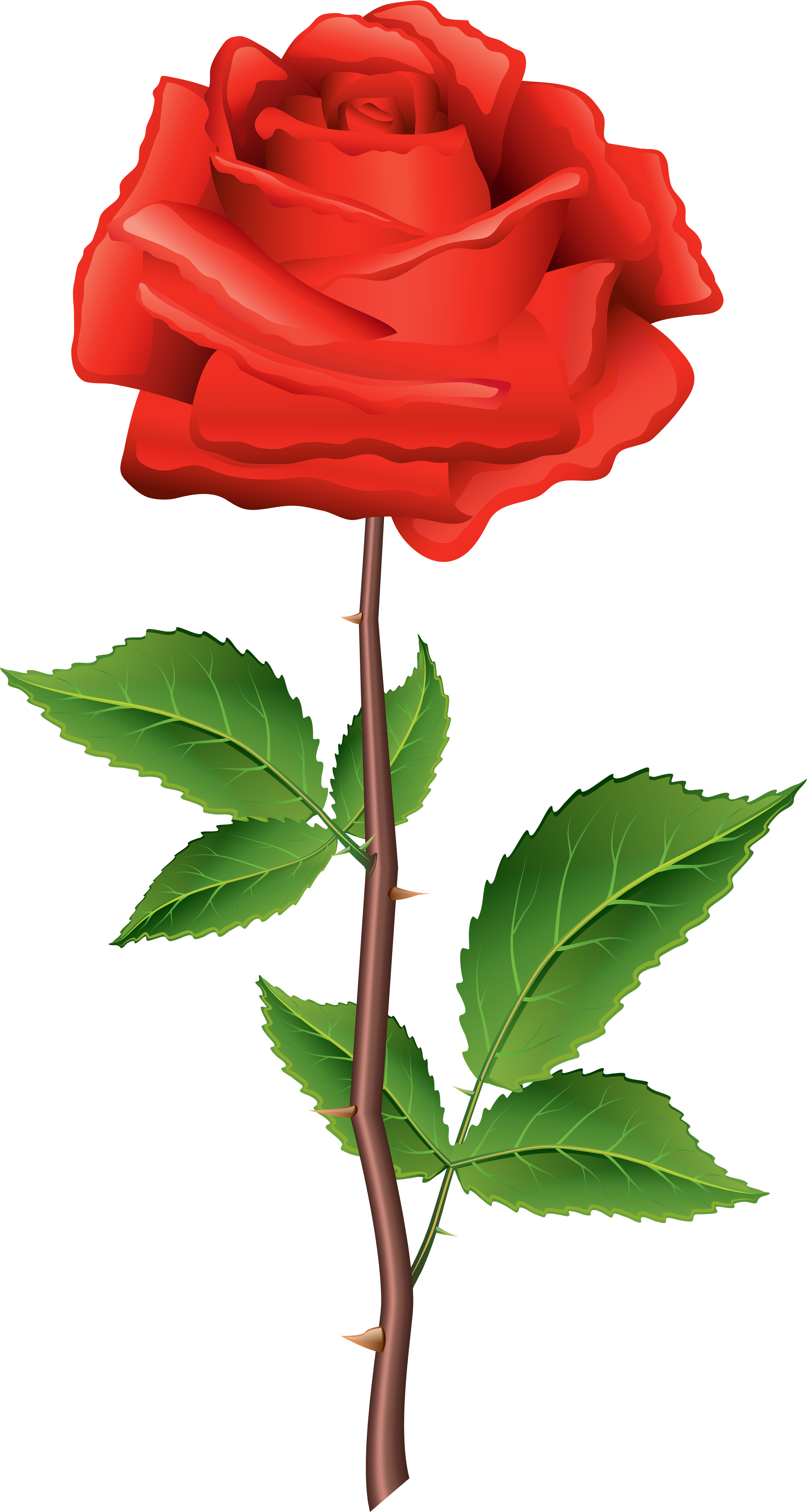 Beautiful Clipart Rose Flower - Rose Clip Art Png (2667x5000)