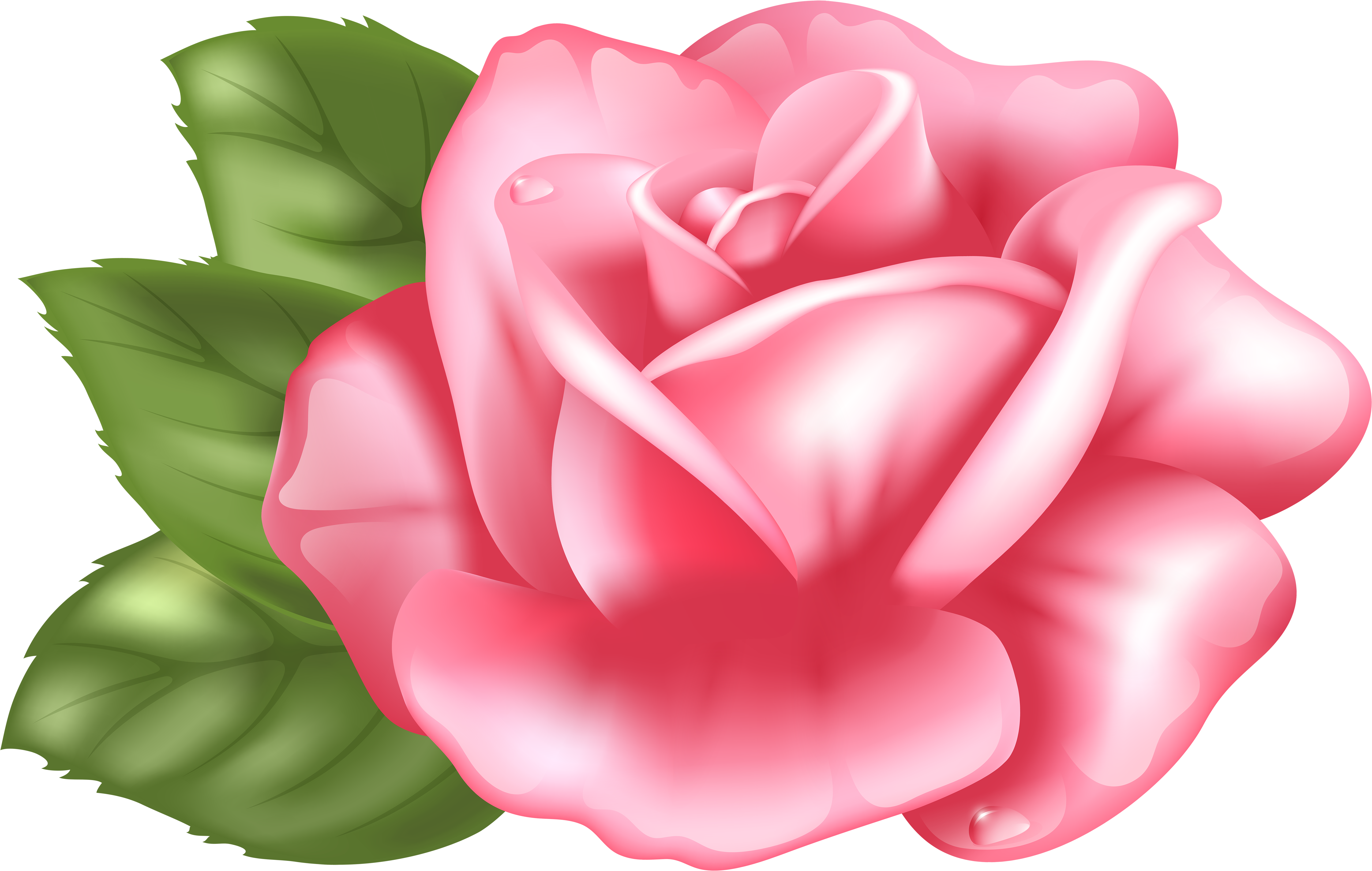 Top 78 Pink Rose Clipart - Pink Rose Clip Art - (6000x3868) Png Cli...