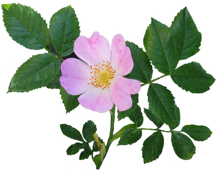 Rose Clipart - Flower With Leaves Png (886x656)