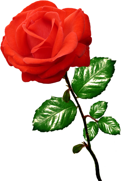 Rose Clipart - Clipart Of A Rose (577x691)