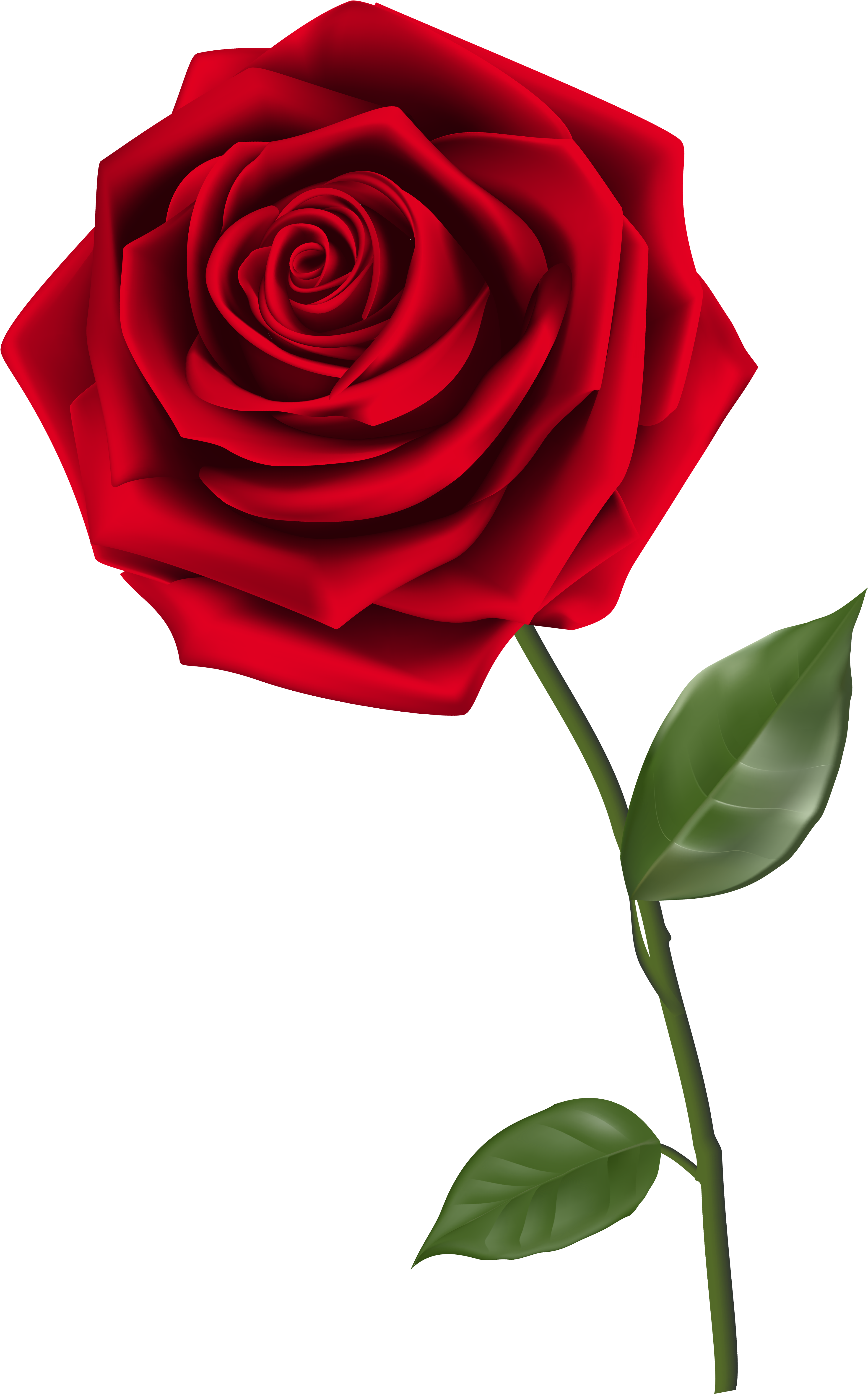 Clipart Homey Idea Rose Clipart Single Red Png Image - Red Rose Png (4026x6181)