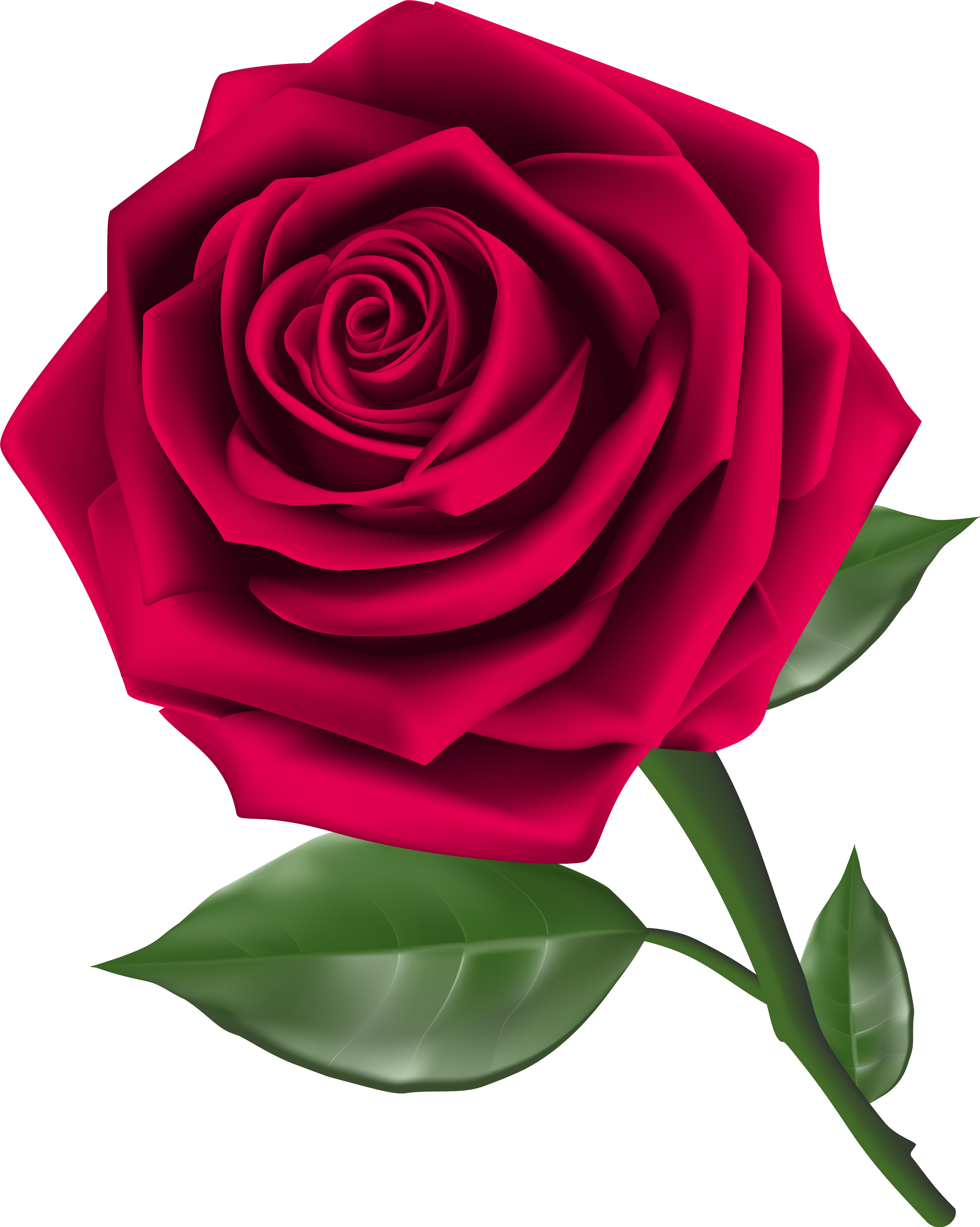 Roses Clip Art - Rose Png (5001x6261)