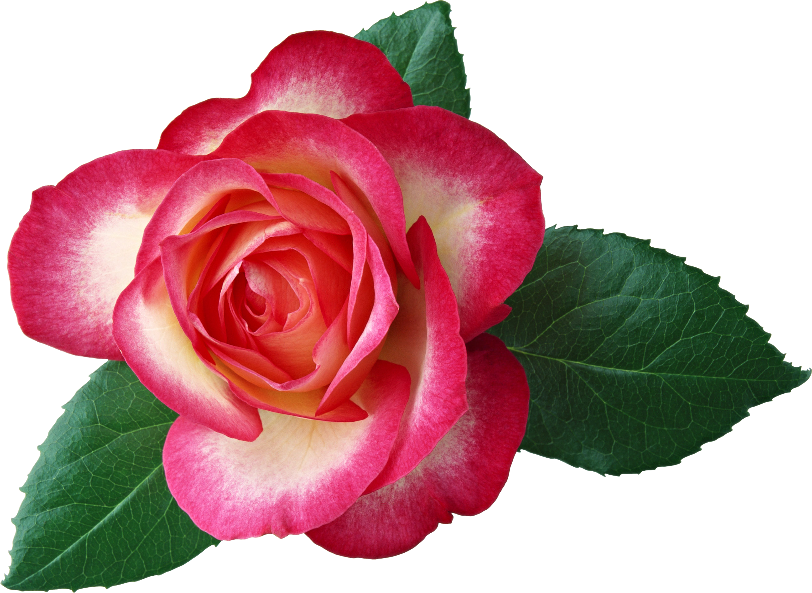 Rose Clip Art - Happy Birthday Jijaji Cake (2623x1916)