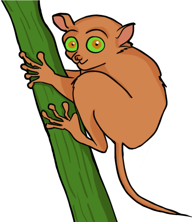 Pictures - Tarsier Clipart (671x711)