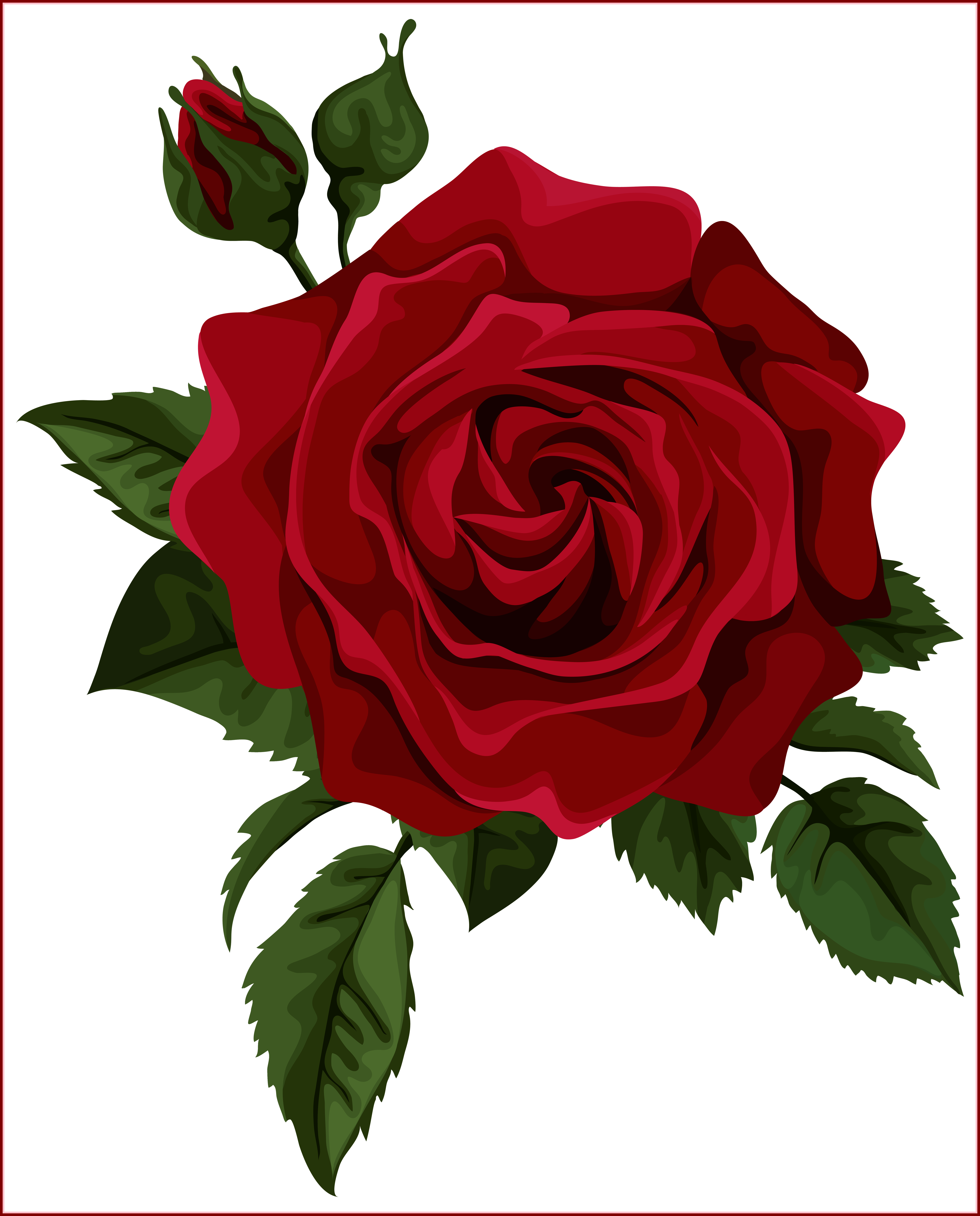 Beautiful Clipart Red Rose - Red Rose Vector (5682x7050)
