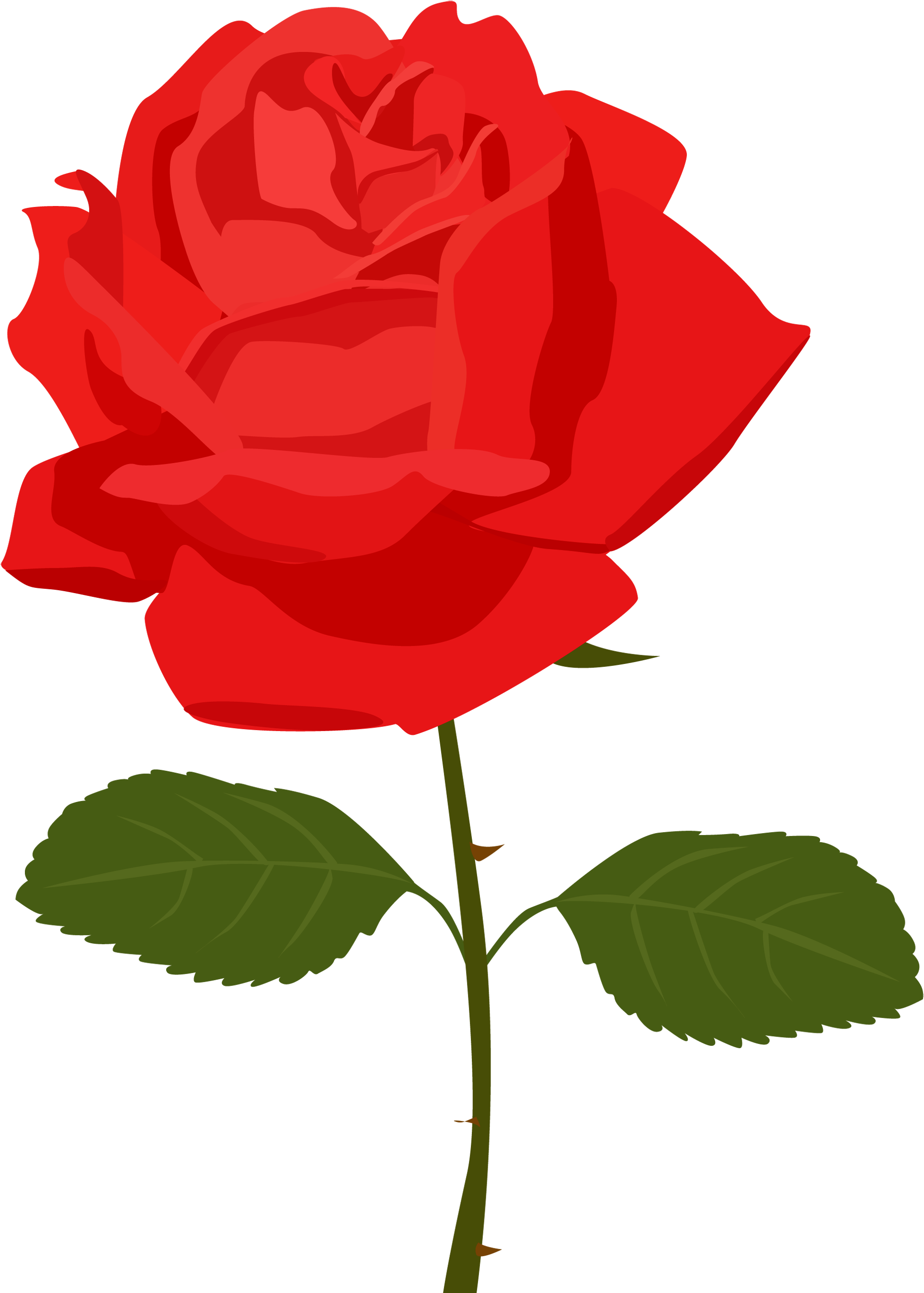 Red Rose Clip Art Free - Rose Clipart Transparent Background (1950x2707)
