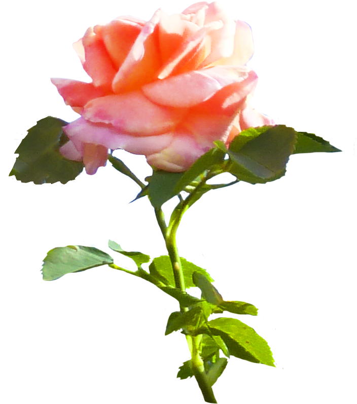 Pink Rose Clip Art - Rose (703x900)