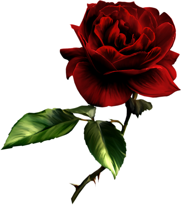 Painted Red Rose Clipart - Dark Red Rose Png (600x681)