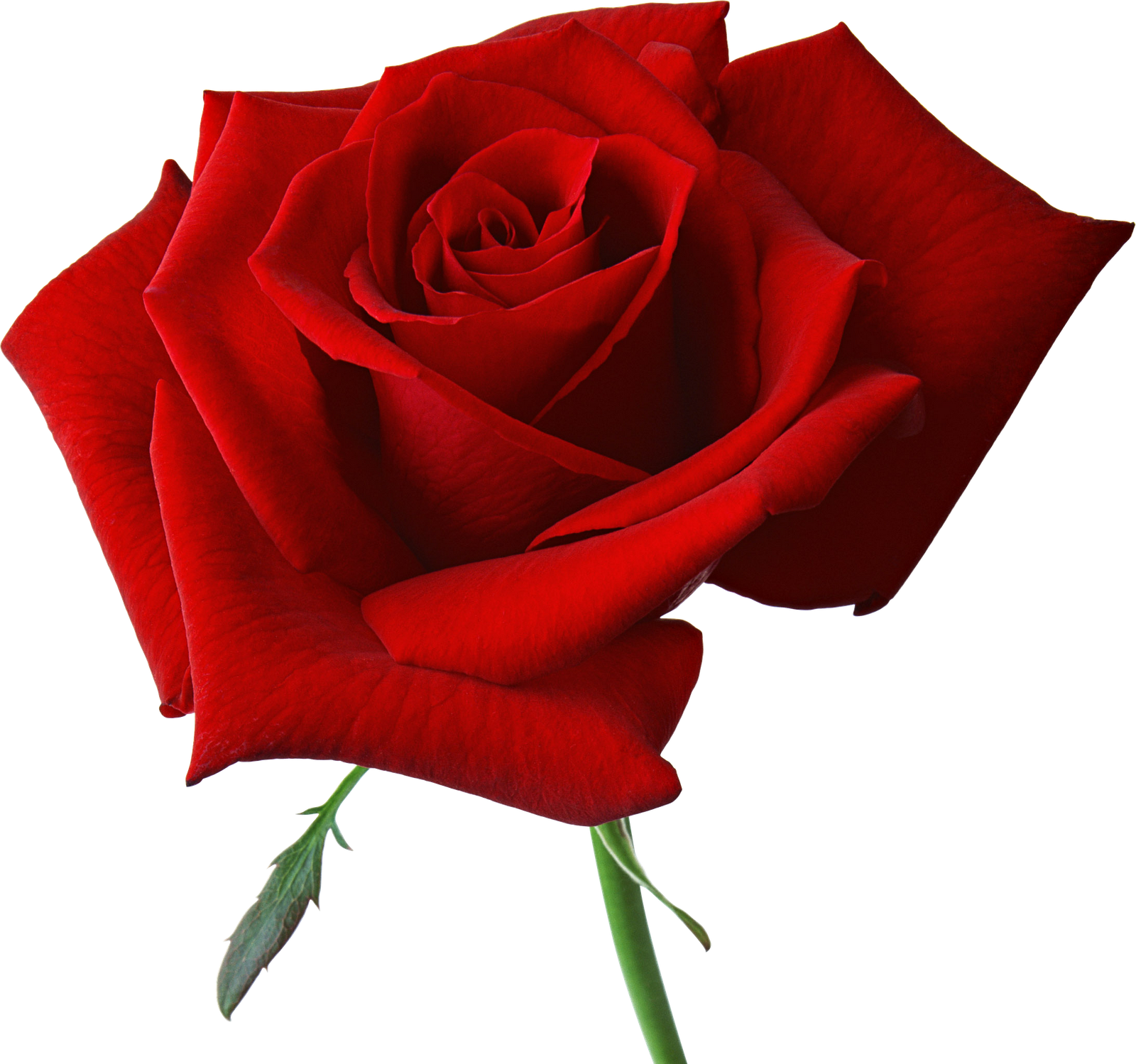 Large Red Rose Clipart - Red Roses Png (1600x1499)