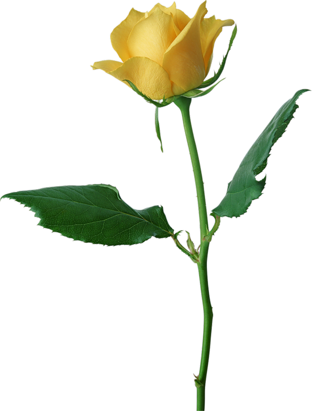 Large Yellow Rose Png Clipart - Rose (608x800)