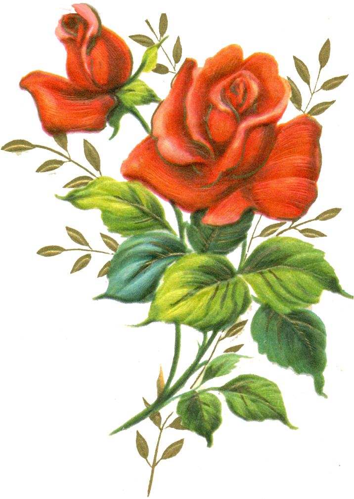 Rose Pink By Jinifur On Clipart Library - .png Rose (716x1011)