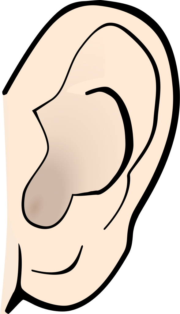 Ear Clipart - Ear Clipart (588x1024)