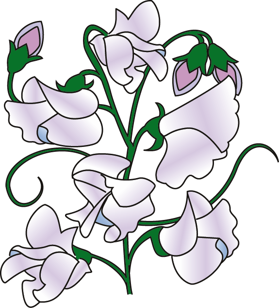 Clipart Info - Sweet Pea Flower Clipart (575x633)