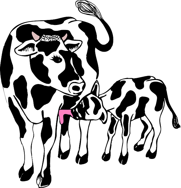 Farm Animals Clipart Calf - Cow And Calf Cartoon (617x640)
