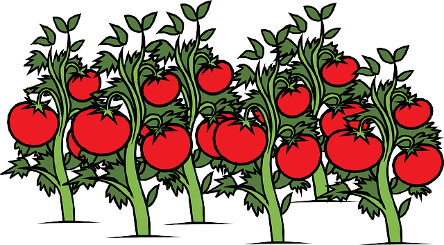 The Printable Pdf Version Of The Associated Teacher's - Tomato Plant Clipart (640x354)