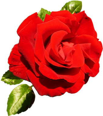 Red Rose For Valentine's Day - Valentine Single Roses Png (354x384)