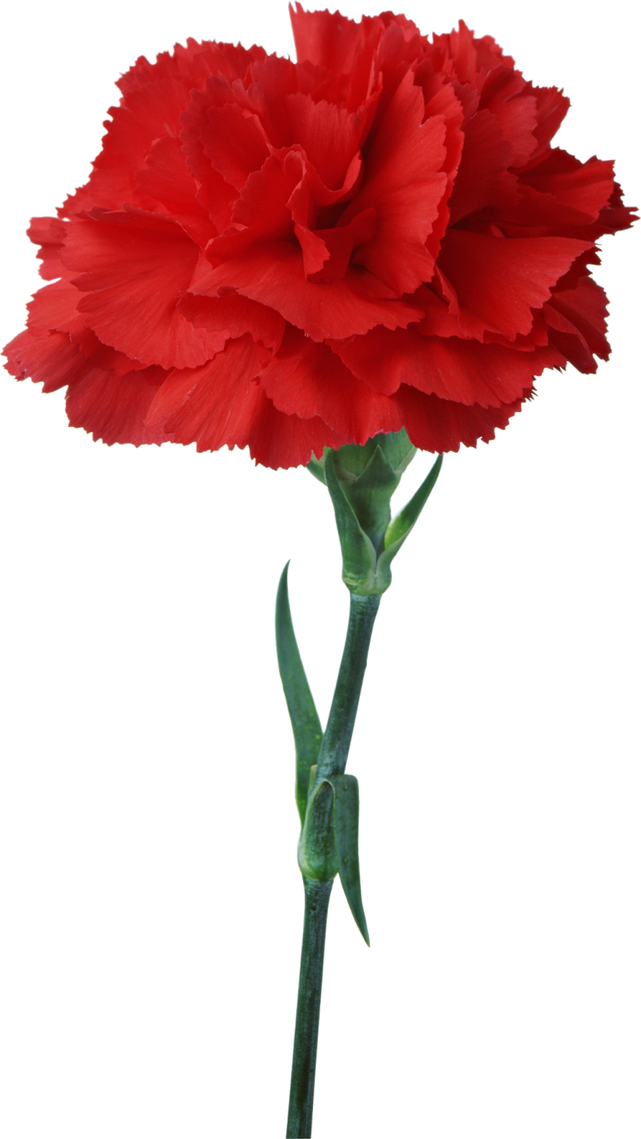 Carnation Flower Red Floristry Clip Art - Carnation Flower Red Floristry Clip Art (901x1600)