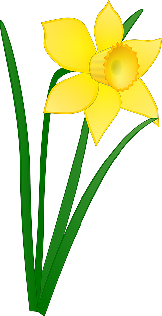 Daffodil, Yellow, Flower, Floral, Blossom, Bloom - Daffodil Clip Art (800x1560)