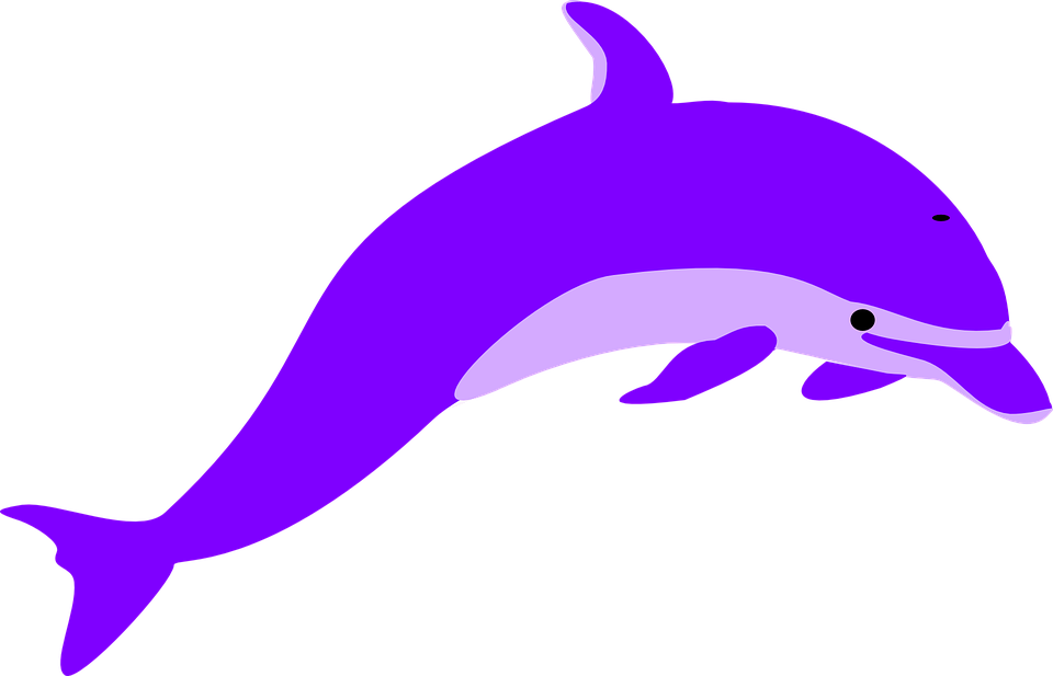 Purple Dolphin Clipart (960x617)