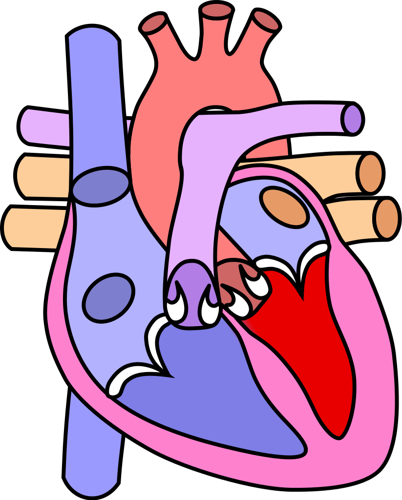 Fileheart Normal - Diagram Of The Heart Without Labels (823x1024)