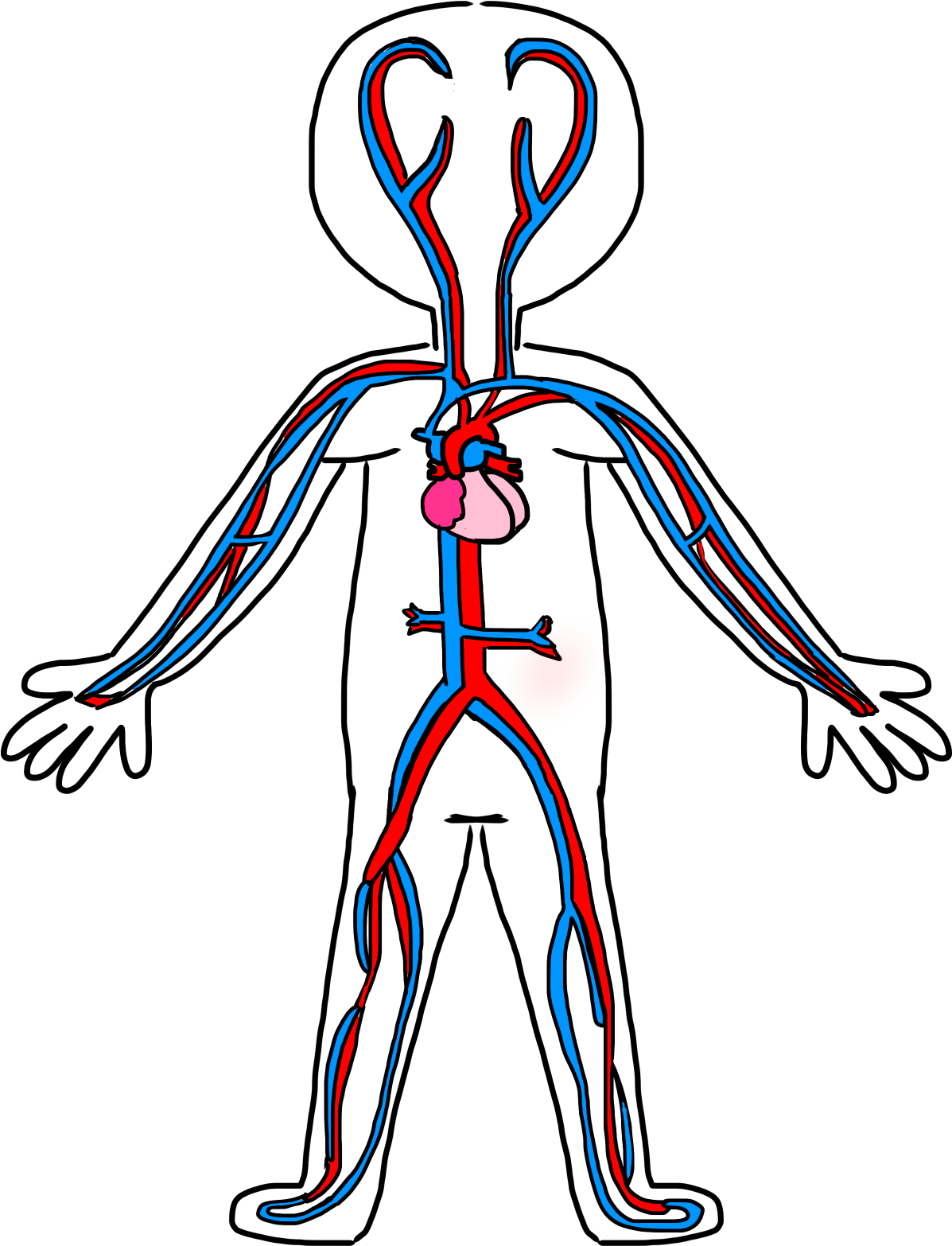 Circulatory System Drawing Kids - Circulatory System For Coloring (1200x1600)