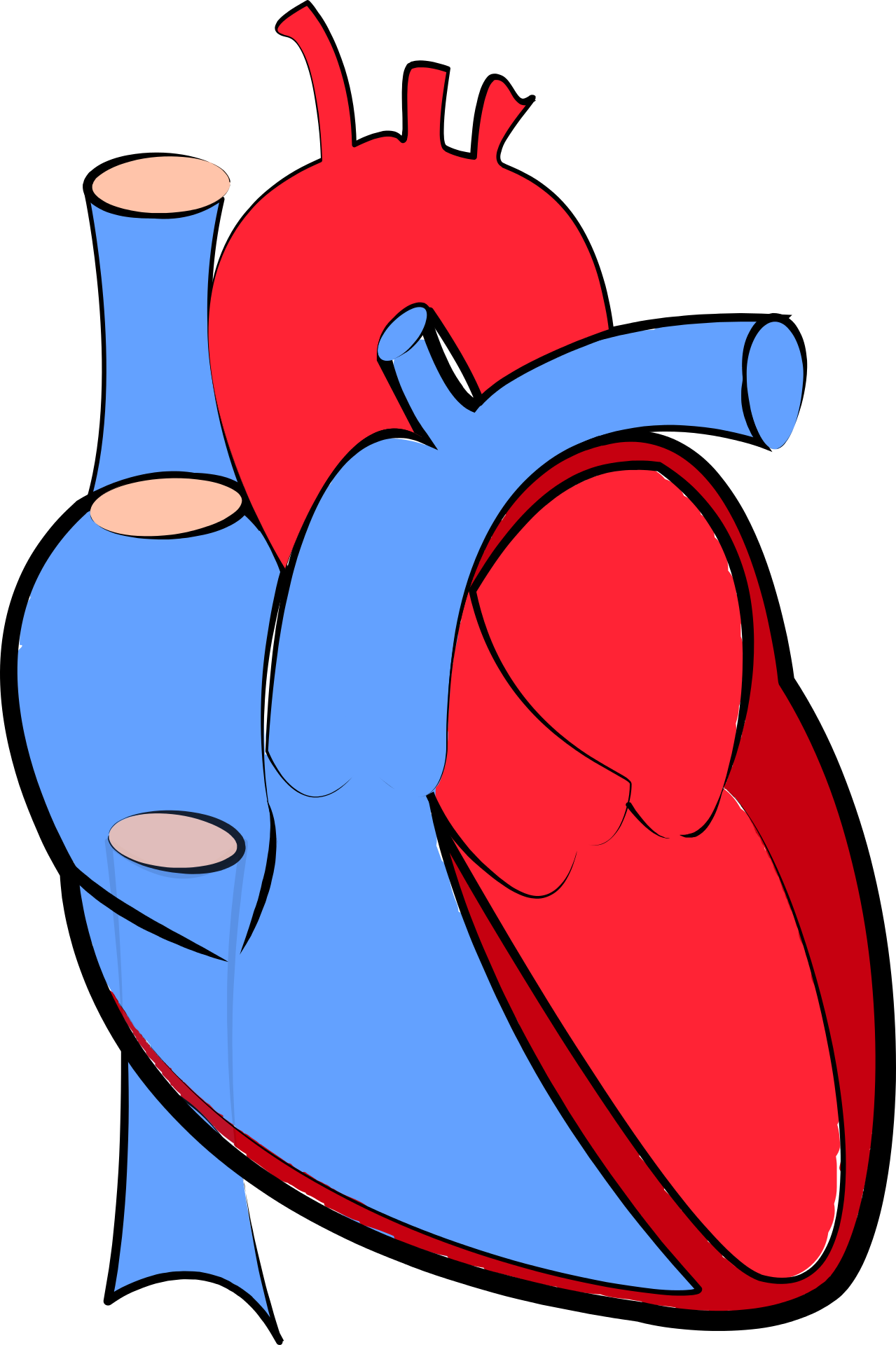 Heart - Human Heart Blue And Red (1279x1920)