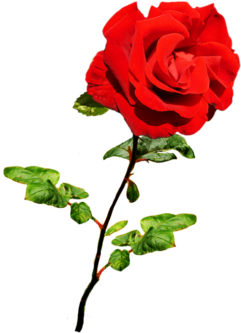 Beautiful Valentine Rose - Valentine Single Roses Png (591x766)