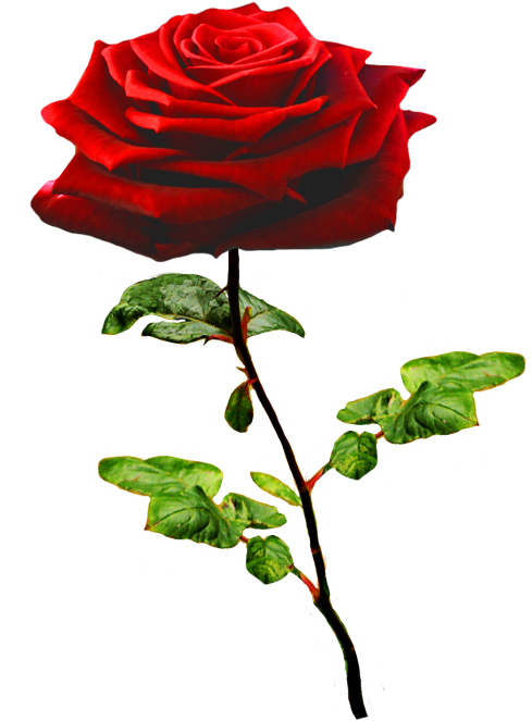 Beautiful Valentine Rose - Pink Rose Clip Art (591x766)