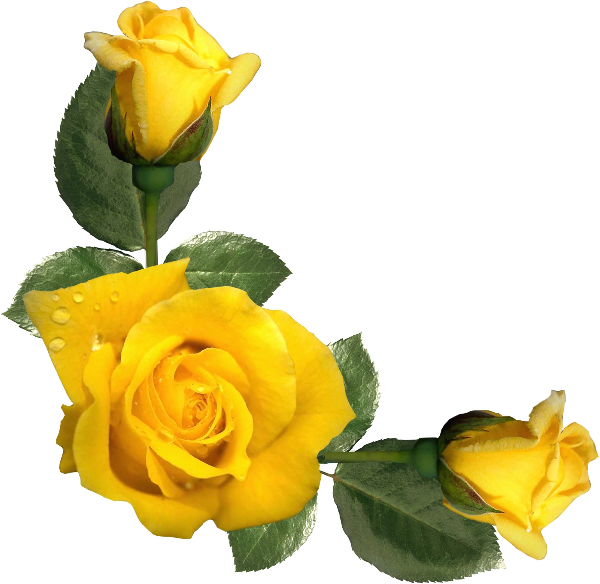Yellow Roses - Inspirational Quotes With Yellow Roses (2044x2014)
