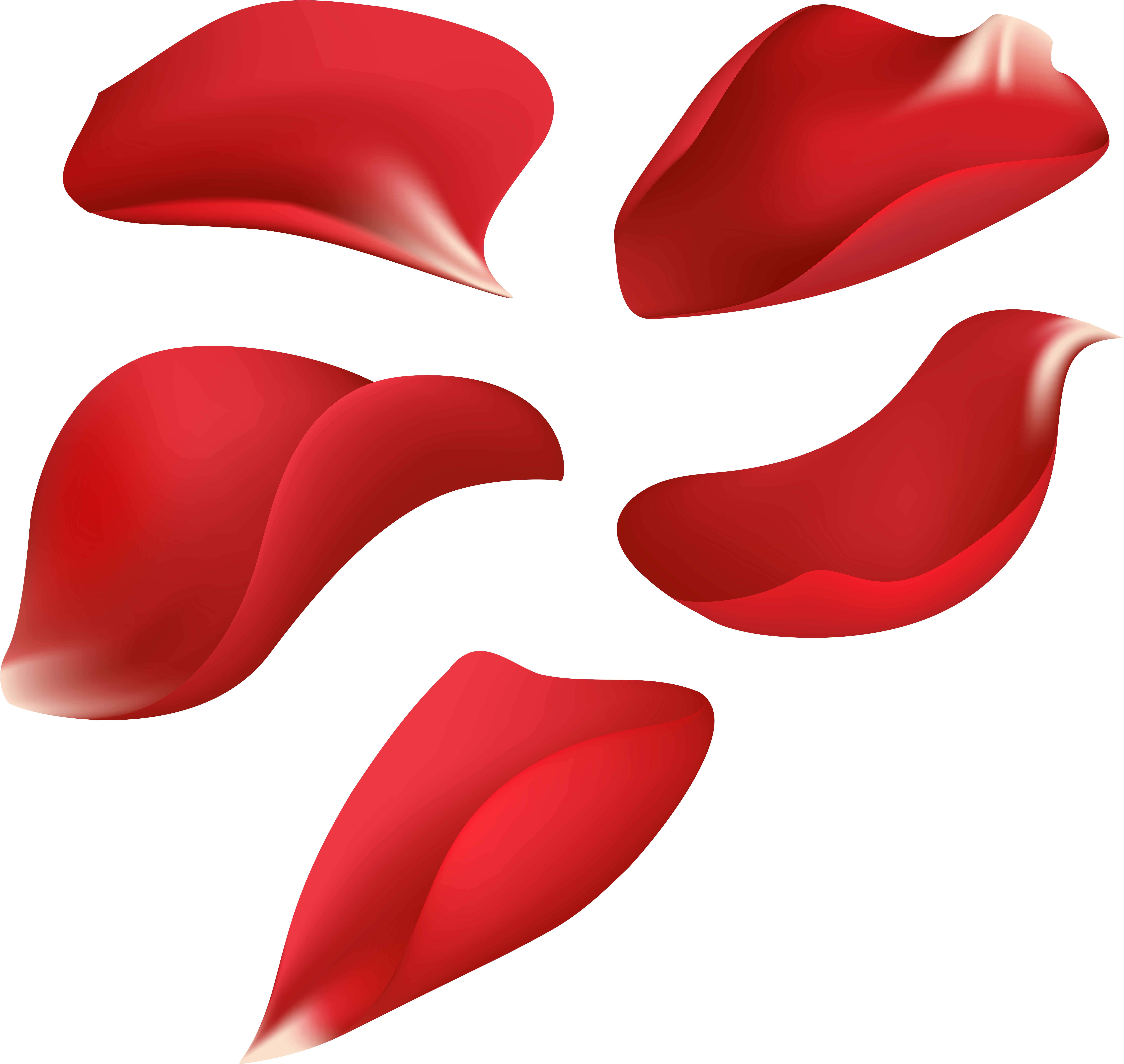 Rose Petals Photo - Rose Petals Photo (8000x7638)