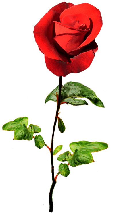 Red Rose For A Valentine Greeting - Rose (591x766)