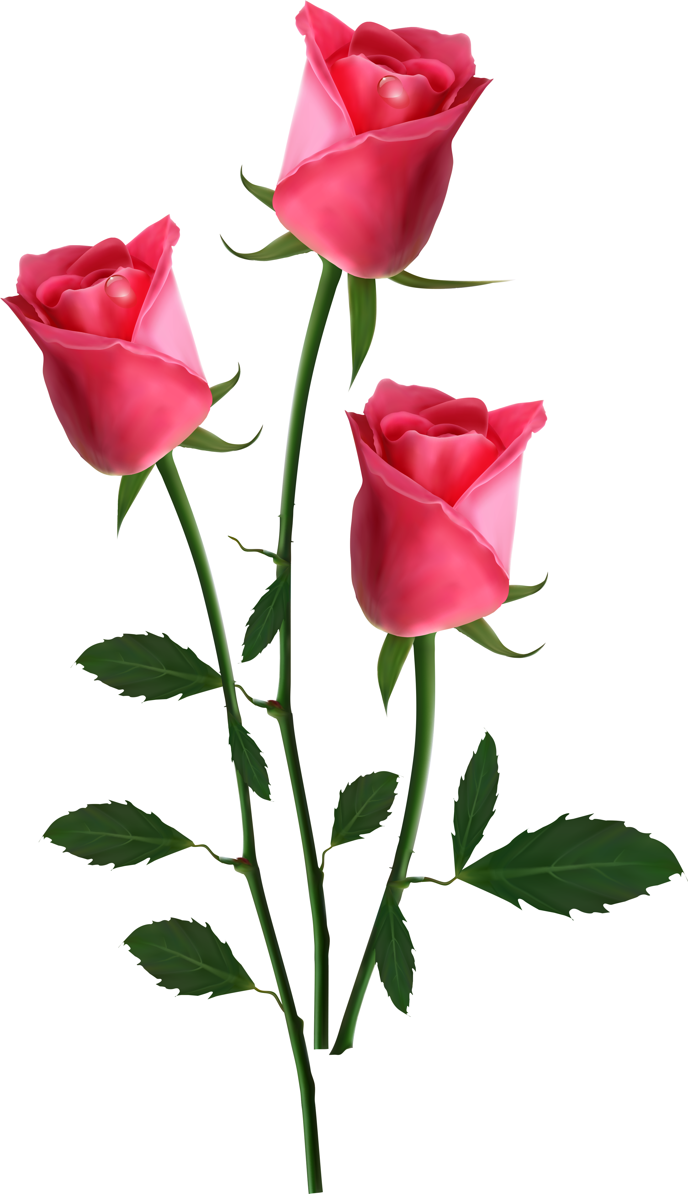 Garden Roses Flower Clip Art - Beautiful Roses Png (2942x5176)