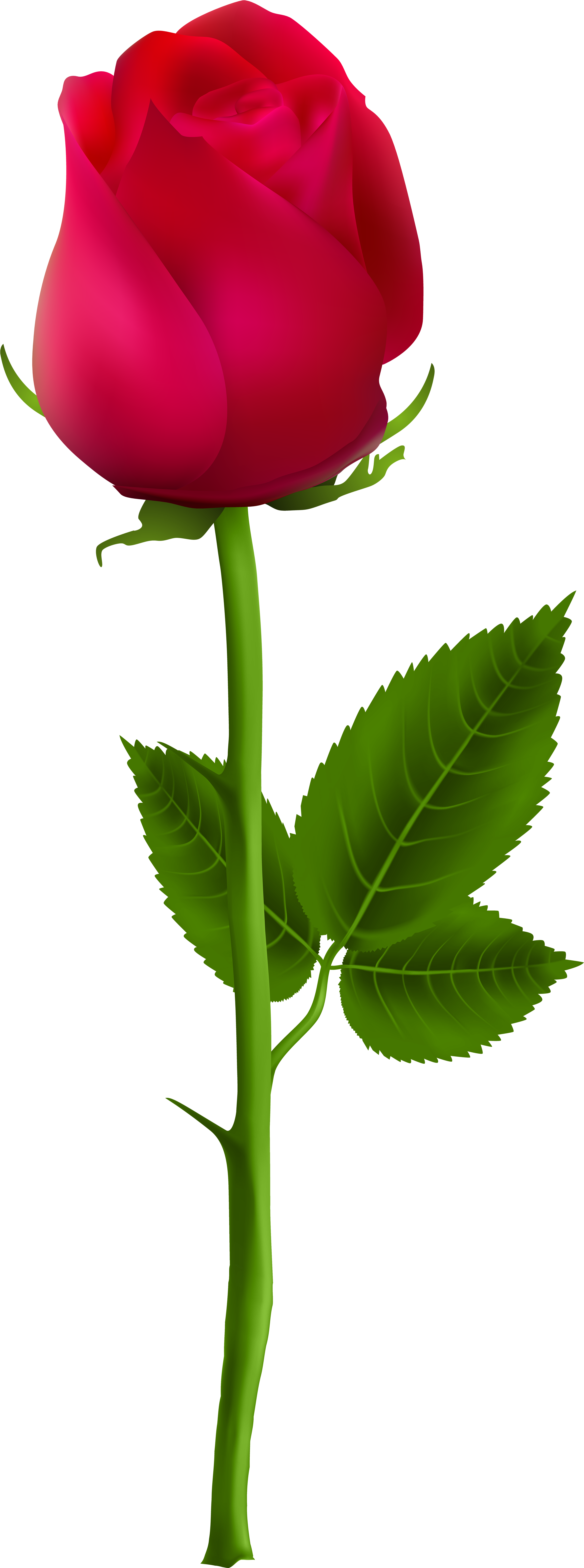 Red Rose Clip Art - Rose Bud Png (3039x8000)
