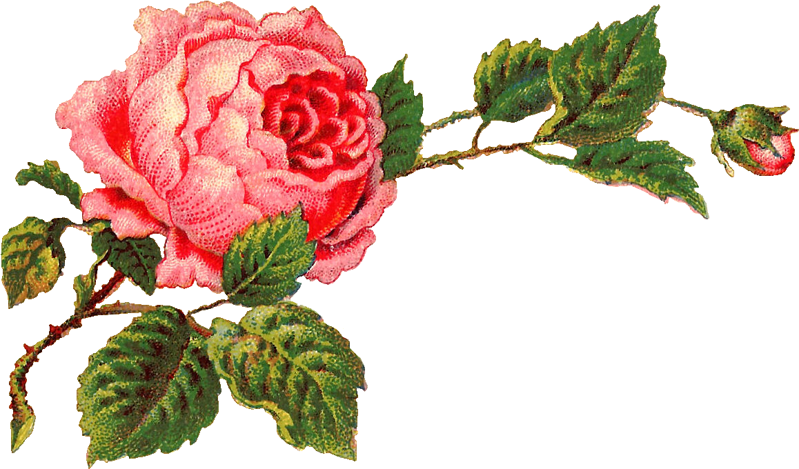 Isn't This Digital Pink Rose Clip Art Gorgeous I Created - Vintage Rose Clip Art (1252x745)