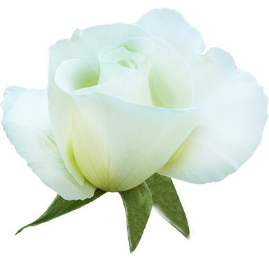 Beautiful White Rose For Valentine, White Rose In Bloom - Floribunda (413x381)