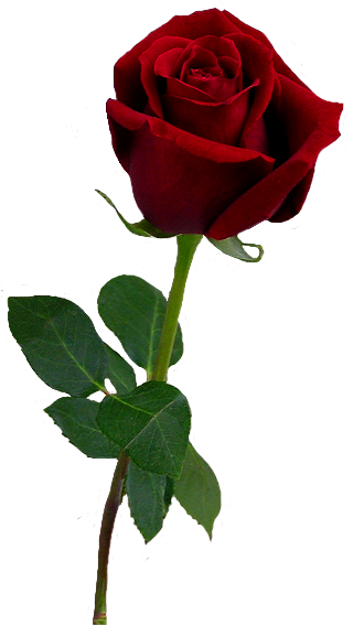 Valentine Rose [all Transparent Ones/png] - Aesthetic Rose Png (330x567)