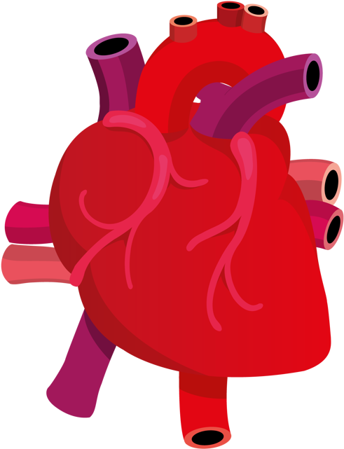 Human Heart Clipart Png - Human Heart Vector Png (600x840)