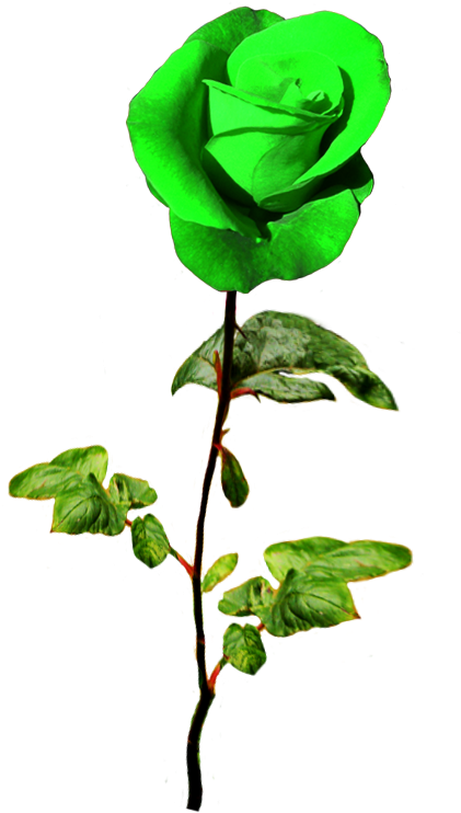 Patrick's Day Green Rose - Rose (591x766)