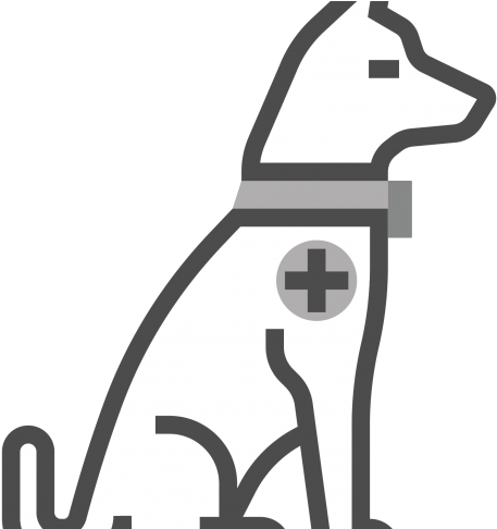 Nova - Guide Dog (728x485)