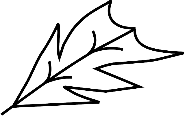 Plant Biology, Contour, Leaf, Plant - Desenho Em Linha Artes (640x403)