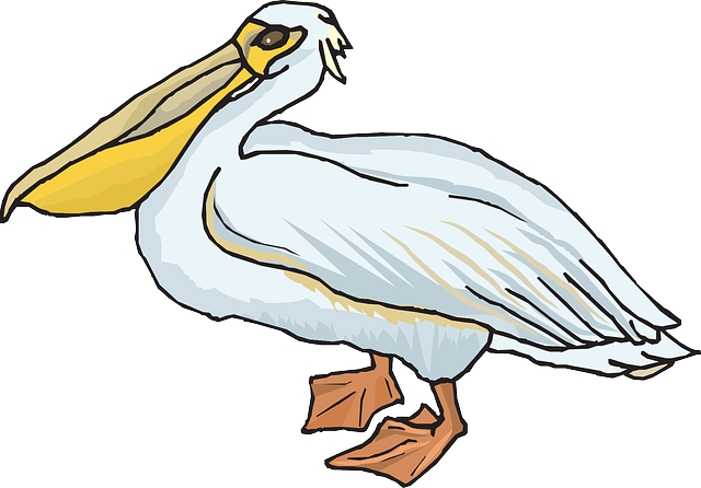 Pelican Clip Art - Pelican Clipart (640x446)