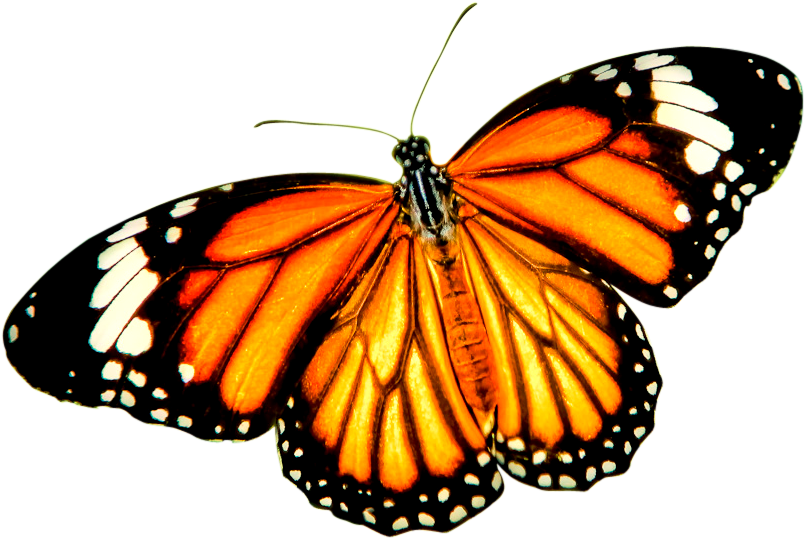 Orange Butterfly Png - Iphone 6/6s Tough Case (824x563)